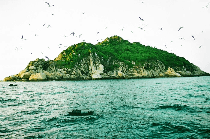 Đảo Yến - nơi loài chim yến nhỏ xinh mà quý hiếm sinh sống