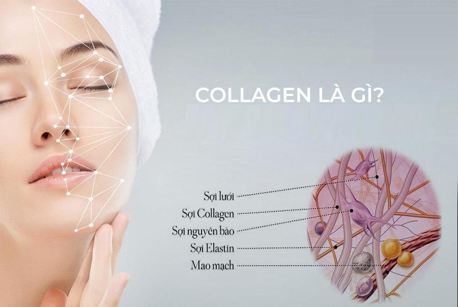 Tìm hiểu về collagen