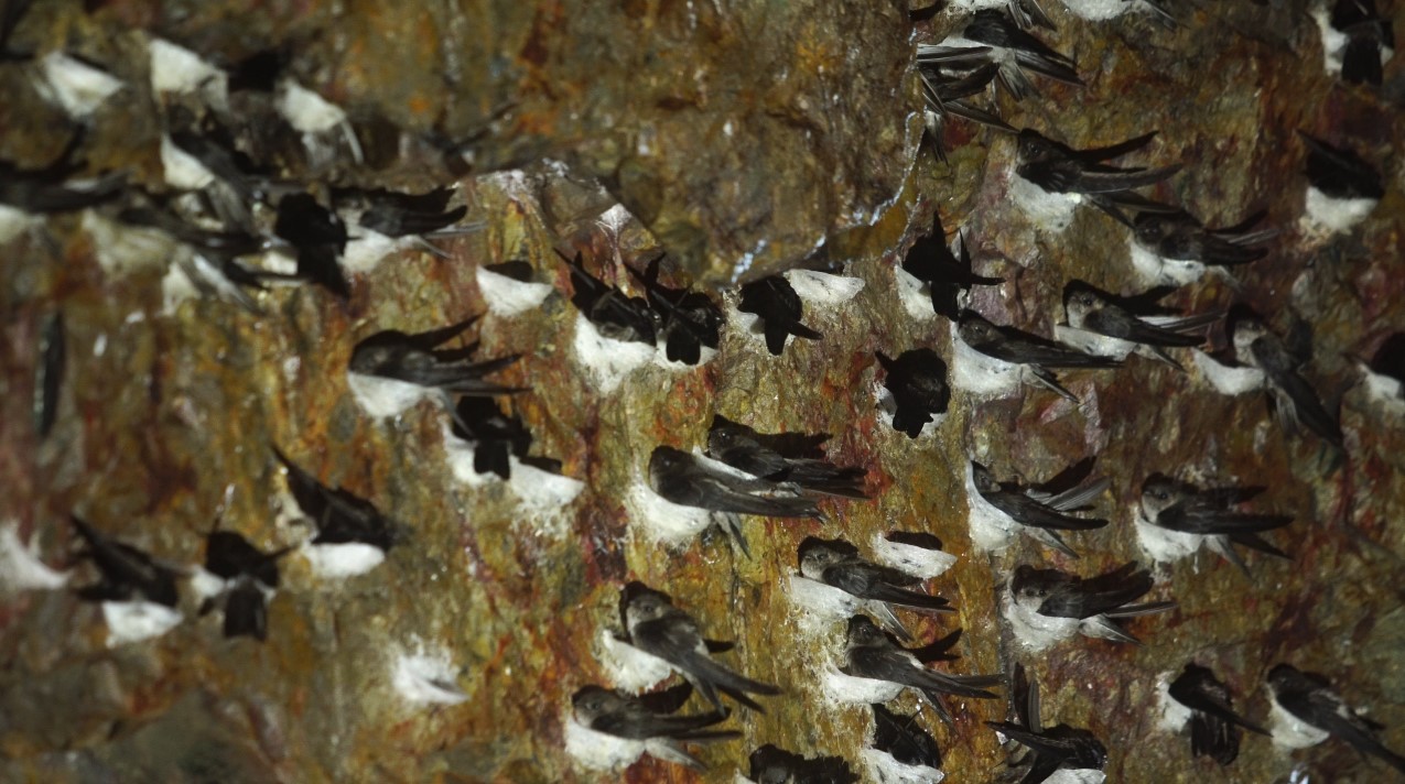 Chim yến thường làm tổ trên các hang đá cao